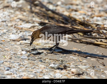 Boot-angebundene Grackle, Quiscalus major, Weiblich Stockfoto