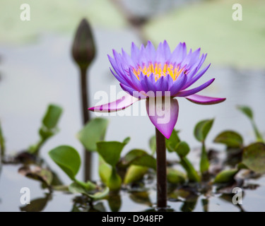 Nahaufnahme von lila Seerose Stockfoto