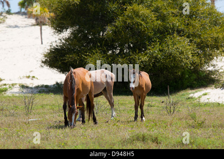 Wildpferde, Cumberland Island, Georgia. Stockfoto