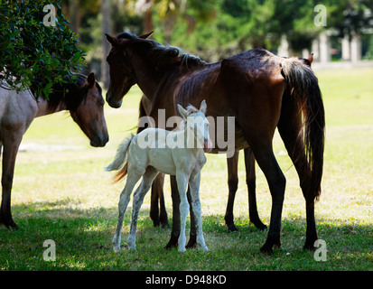 Fohlen Sie mit seiner Mutter, Cumberland Island, Georgia. Stockfoto