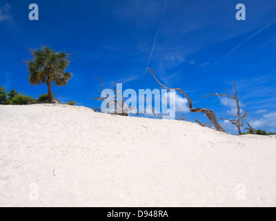 Reste der Bäume in Sanddünen auf Cumberland Island, Georgia Stockfoto