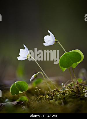 Zwei weiße Blumen in voller Blüte Stockfoto