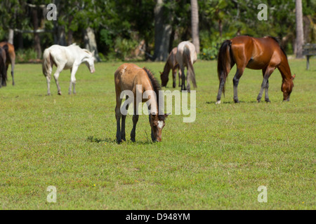 Wildpferde, Cumberland Island, Georgia. Stockfoto