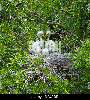 Silberreiher, Ardea Alba, Küken im Nest in Hilton Head, Südcarolina Stockfoto