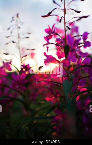 Hummel fliegen in der Nähe von Rosebay Blumen Stockfoto