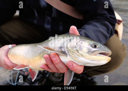 Mann-Betrieb-Saibling Stockfoto