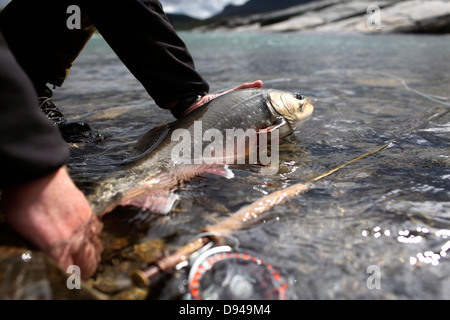 Mann-Betrieb-Saibling Stockfoto