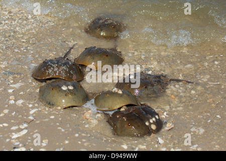 Atlantische Horseshoe Crab, Limulus Polyphemus. An Land kommen die Krabben am Strand in Hilton Head, Südcarolina zu Paaren. Stockfoto