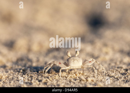 Nahaufnahme von Ghost Krabben auf sand Stockfoto