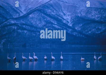 Singschwäne, Kuccharo See, Hokkaido, Japan. Stockfoto