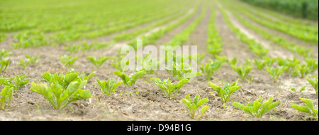 junge Zuckerrüben Stockfoto