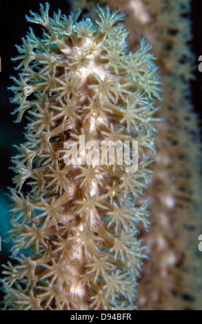 Plexaurella Nutans, die Riesen Schlitz-Pore-Meer-Rute ist eine große Arten von Weichkorallen in der Familie Plexauridae Stockfoto