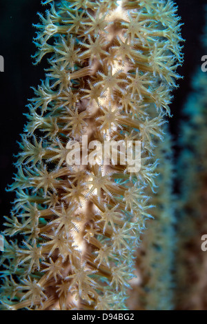 Plexaurella Nutans, die Riesen Schlitz-Pore-Meer-Rute ist eine große Arten von Weichkorallen in der Familie Plexauridae Stockfoto