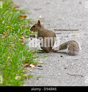 Östliche Grauhörnchen, Sciurus carolinensis Stockfoto