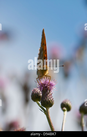 Silber-Washed Fritillary Butterfly, close-up Stockfoto