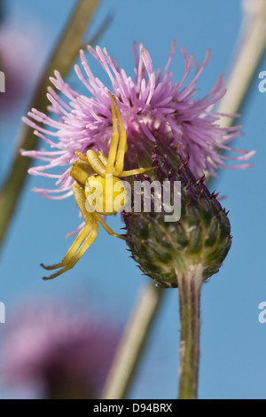 Gelbe Spinne auf schleichende Distel, Nahaufnahme Stockfoto