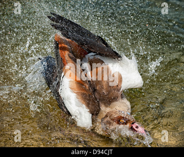 Tafelenten Aythya 40-jähriger einzelne Erwachsene männliche Ente waschen. Bild von Julie Edwards Stockfoto