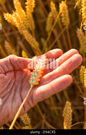 Hand, die Reife Weizen, close-up Stockfoto