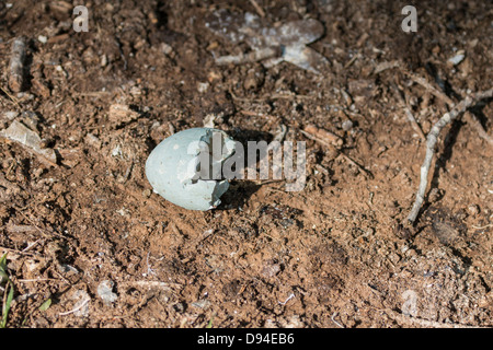 Die Hälfte eines gebrochenen Silberreiher Ei liegt auf dem Boden unter Bäumen Gehäuse a Rookery in Oklahoma City, Oklahoma, USA. Stockfoto