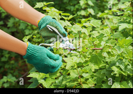 Hände mit grünen Astschere im Garten. Stockfoto