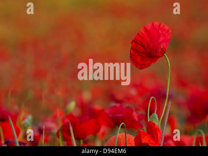 zeitigen Frühjahr Mohn Blumen Hintergrundbeleuchtung mit der Sonne gegen unscharfen Hintergrund selektiven Fokus Stockfoto