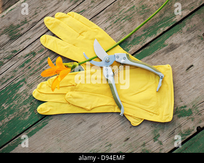 Gelbe Gummihandschuhe, Lilie und Garten Astschere auf hölzernen Hintergrund. Closeup. Stockfoto