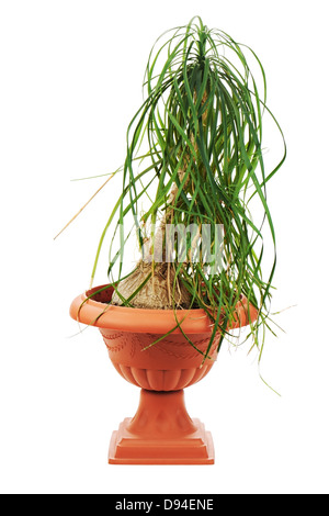 Nolina (Beaucarnea Recurvata) in einen Blumentopf isoliert auf weißem Hintergrund. Stockfoto