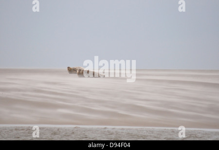 Seehunde auf Sandbank in der Nähe von Pellworm, Deutschland, Phoca Vitulina, Stockfoto