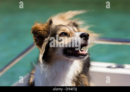 Glücklicher Hund auf einem Boot im Sommer Stockfoto