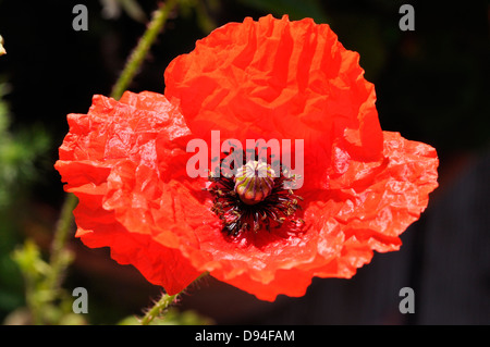 Klatschmohn, Papaver Rhoeas, klatschmohn Stockfoto
