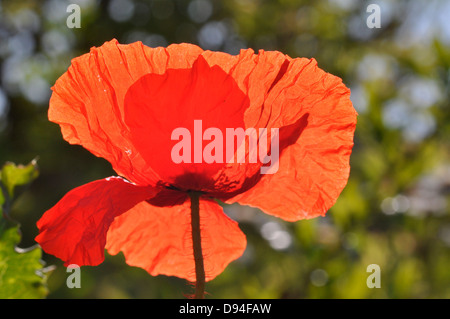Klatschmohn, Papaver Rhoeas, klatschmohn Stockfoto