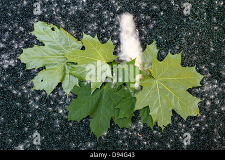 Grüne Ahornblätter und Silberpappel Flaum auf einem dunkelgrünen Hintergrund Stockfoto