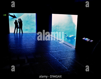 Ein paar versuchen, eine Nahaufnahme Foto einer Dichtung (Seelöwen) wie ein Taucher reinigt ein gigantisches Aquarium. Stockfoto
