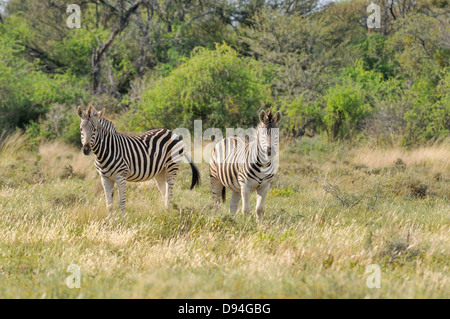 Burchell Zebra Equus Quagga Burchellii fotografiert im Mountain Zebra National Park, Südafrika Stockfoto