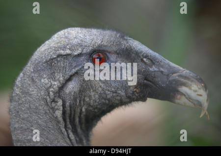 Kopf eines weiblichen Andenkondor Stockfoto