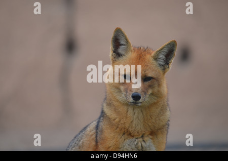 Anden-Fox Stockfoto