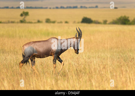 Korrigum (Damaliscus Lunatus Korrigum), Masai Mara National Reserve, Kenia, Afrika Stockfoto