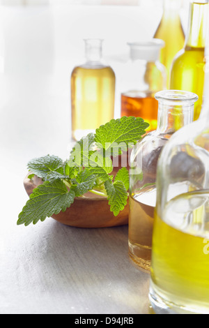 Zweig Zitronenmelisse in eine Schüssel geben, Kräuter und ätherische Öl-Flaschen Stockfoto