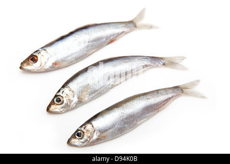 Sprotten (Sprattus Sprattus) einen kleinen öligen Fisch auf einem weißen Hintergrund isoliert Stockfoto