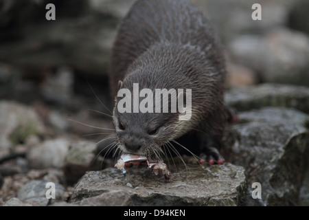 Oriental kurz - krallenbewehrten Otter Aonyx Cinerea ernähren sich von Fischen in einem zoo Stockfoto