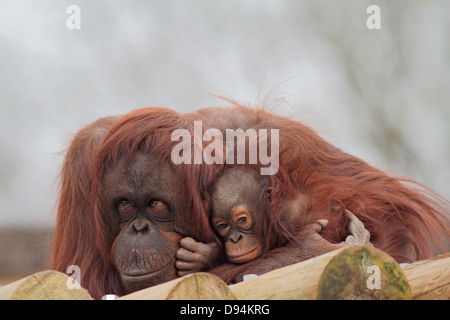 Bornesischen Orang Utan Pongo pygmaeus pygmaeus Mutter und Jungtiere im Zoo. Stockfoto