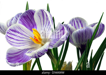 Gestreifte blaue und weiße Krokus Blüten isoliert auf weiss. Stockfoto