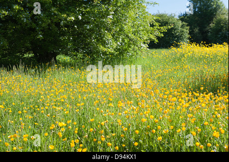 Wiese von Hahnenfuß Ranunculus Acris Blumen auf Kreide Land Boden North Downs ein Zeichen des Sommers an sonnigen Tag Stockfoto