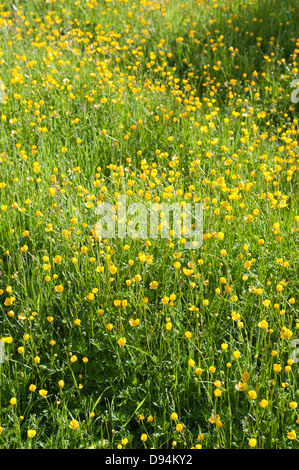 Wiese von Hahnenfuß Ranunculus Acris Blumen auf Kreide Land Boden North Downs ein Zeichen des Sommers an sonnigen Tag Stockfoto