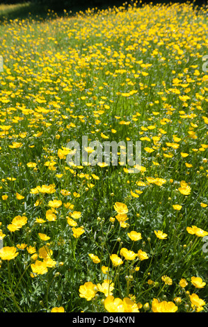 Wiese von Hahnenfuß Ranunculus Acris Blumen auf Kreide Land Boden North Downs ein Zeichen des Sommers an sonnigen Tag Stockfoto