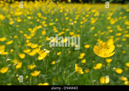 Wiese von Hahnenfuß Ranunculus Acris Blumen auf Kreide Land Boden North Downs ein Zeichen des Sommers an sonnigen Tag Stockfoto