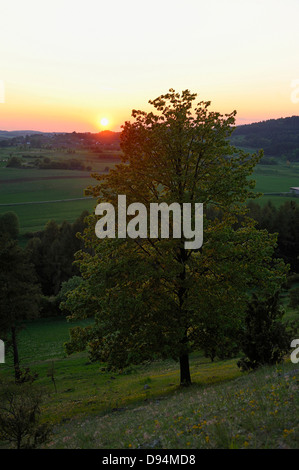 Nahaufnahme eines Silber-Kalk oder Silber-Linde (Tilia Tomentosa) Baum bei Sonnenuntergang im Sommer, Oberpfalz, Bayern, Deutschland Stockfoto