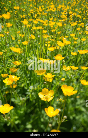 Wiese von Hahnenfuß Ranunculus Acris Blumen auf Kreide Land Boden North Downs ein Zeichen des Sommers an sonnigen Tag Stockfoto