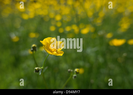 Wiese von Hahnenfuß Ranunculus Acris Blumen auf Kreide Land Boden North Downs ein Zeichen des Sommers an sonnigen Tag Stockfoto