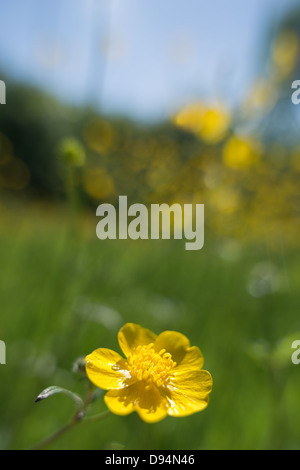 Wiese von Hahnenfuß Ranunculus Acris Blumen auf Kreide Land Boden North Downs ein Zeichen des Sommers an sonnigen Tag Stockfoto